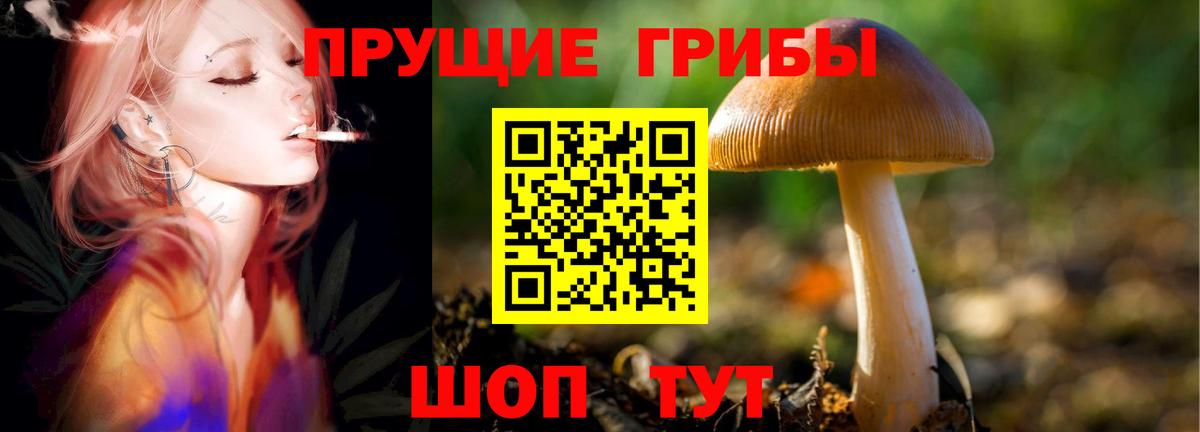 Псилоцибиновые грибы мицелий Невинномысск